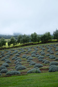 Maui Lavender Fields