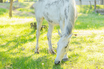 Naklejka na ściany i meble white horse on the farm tied eating grass on the lawn .