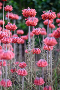 Tall Red Hawaiian Flowers