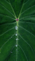 Dew Leaf
