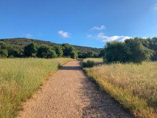 Natural green grass field in sunny day with dirt road pathway. Sandy road trail in green field. Spring season. Los Peñasquitos Canyon Preserve