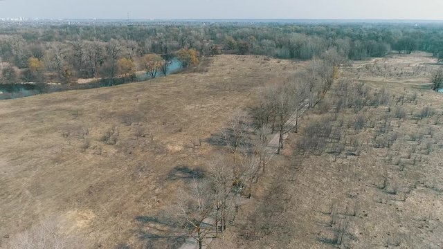  Tesla car rides along a forest road, aerial view