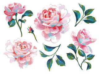 Bright floral set isolated on white. Opulent pink roses collection drawn by acryl. Decorative flower elements for prints, card, poster, banner, wrapper or surface.