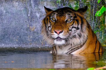 The tiger is behind the green branches.