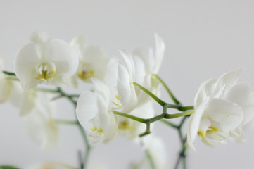 Weiße natürliche Orchideen mit Hintergrund