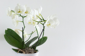 Obraz na płótnie Canvas Weiße natürliche Orchideen mit Hintergrund