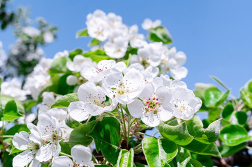 Fototapeta premium Cherry blossoms tree background