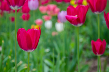 Obraz premium Close-up of a single tulip flower with blurred flowers as background, spring wallpaper, selective focus, colorful tulips field