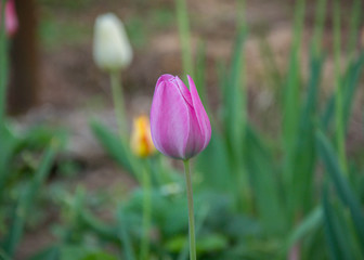 Close-up of a single tulip flower with blurred flowers as background, spring wallpaper, selective focus, colorful tulips field