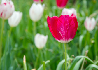 Close-up of a single tulip flower with blurred flowers as background, spring wallpaper, selective focus, colorful tulips field