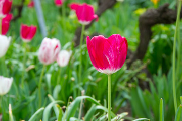 Close-up of a single tulip flower with blurred flowers as background, spring wallpaper, selective focus, colorful tulips field