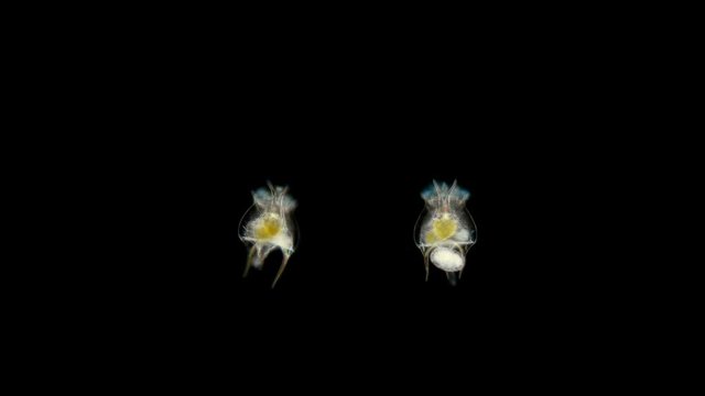 Rotifer under a microscope, planktonic rotifer brachionus, lives in fresh and brackish water, can tolerate drought