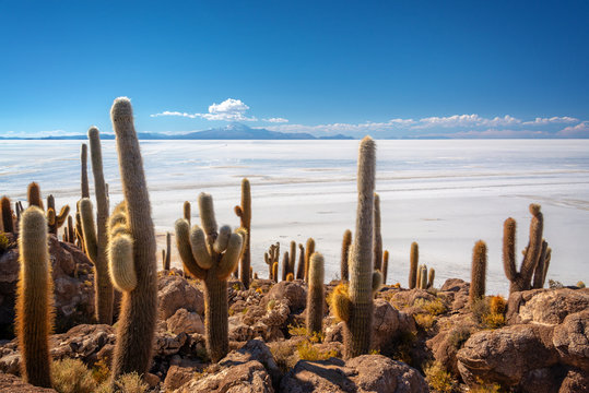Cactuses in Incahuasi island, Salar de Uyuni  salt flat, Potosi, Bolivia