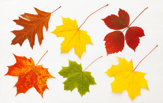 Pattern of six bright, autumn leaves on white wooden background