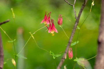 Columbine flowers in the Spring