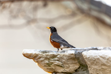 American Robin