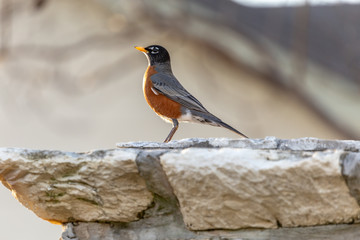American Robin