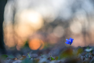 Hepatica flower in the natural environment during sunset
