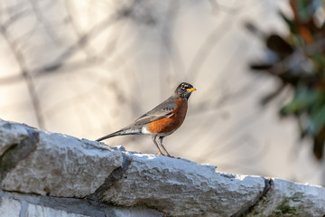 American Robin