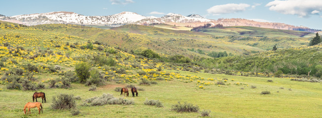 Fototapeta na wymiar Council Mountain May Horses - 3