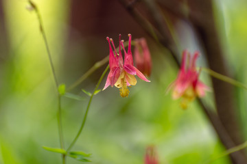 Columbine flowers in the Spring