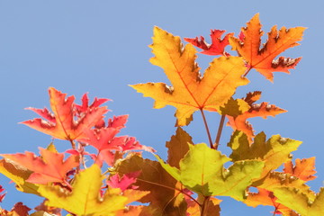 Beautiful Maple Leaves Blossom on tree branches with nature blurred background, Kop Dong, Doi Ang Khang, Chiang Mai, Thailand.