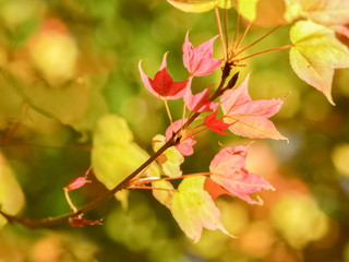 Beautiful Maple Leaves Blossom on tree branches with nature blurred background, Kop Dong, Doi Ang Khang, Chiang Mai, Thailand.