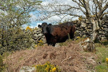 Dartmoor National Park, Devon, England, UK. May 2019. A free roaming cow on moorland in Dartmoor a famous countryside location in the west country of England
