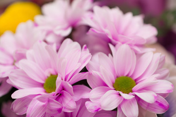 Bouquet of beautiful garden flowers