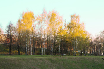 birches on the hill with small leaves, early spring, warm time