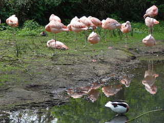 flamancs_roses