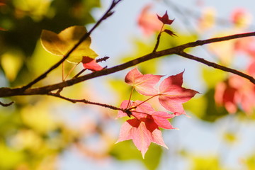 Beautiful Maple Leaves Blossom on tree branches with nature blurred background, Kop Dong, Doi Ang Khang, Chiang Mai, Thailand.