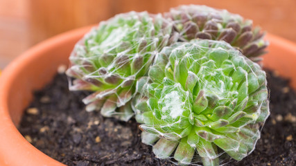Sempervivum arachnoideum, houseleek plant growing in terracotta coloured flower pot, ornamental...