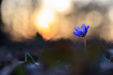 Hepatica flower in the natural environment during sunset