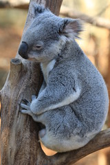 Fototapeta premium upright picture of lazy wild koala in tree on south coast of australia