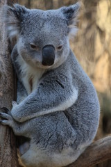 Upright Picture Of Cute Little Koala On A Tree Seen In Australia