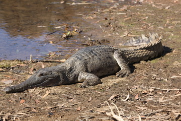sweet water crocodile resting on sunny day