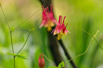 Columbine flowers in the Spring