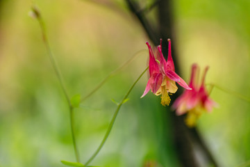 Columbine flowers in the Spring
