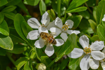 Fleurs