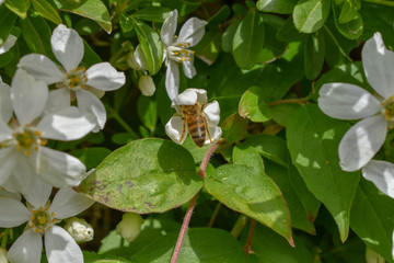 Fleurs
