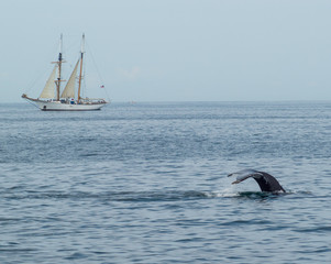 Fototapeta premium Wal neben Boot