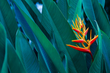 tropical leaves colorful flower on dark tropical foliage nature background dark green foliage nature