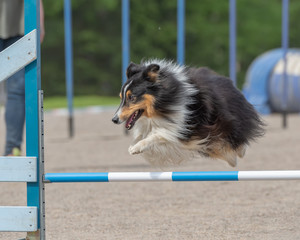 Shetland Sheepdog jumps over an agility hurdle