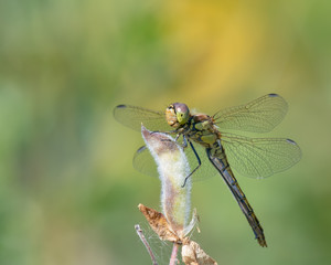 Vagrant Darter (Sympetrum vulgatum) with broken wings resting on vegetation