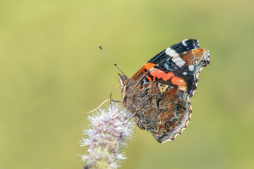 Red Admiral butterfly (Vanessa atalanta) feeding nectar from a mint flower