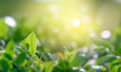 Naklejka premium Natural green background with golden light garden with copy space using as background