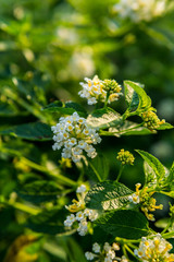 Sweet Alyssum of macro view. white flowers,Little white Alyssum flowers with four petals in a garden under the warm spring sun