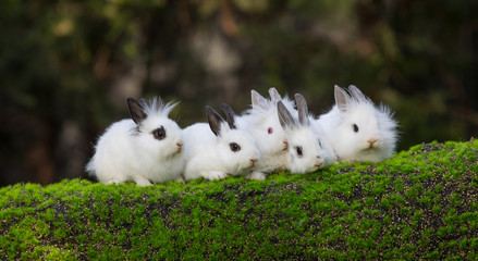 white rabbit group on green grass