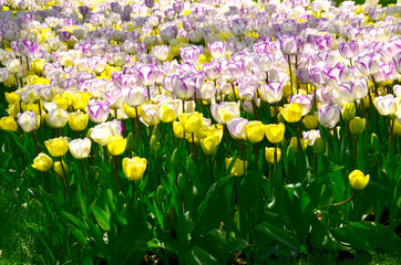 field of tulips